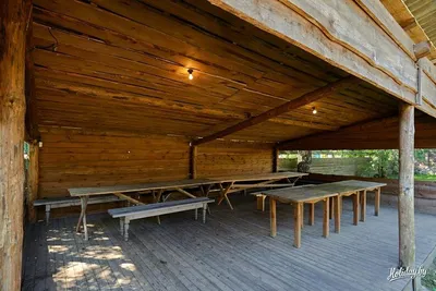 Береза повислая - Pavillon / Беседка - Бонсаи и топиары для выращивания в  Подмосковье - купить саженцы