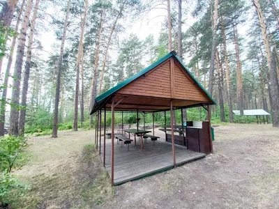 Живая беседка беседка из ивы, вяза, винограда своими руками, фото и советы  | Houzz Россия