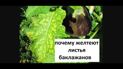 Почему желтеют листья баклажанов. - YouTube