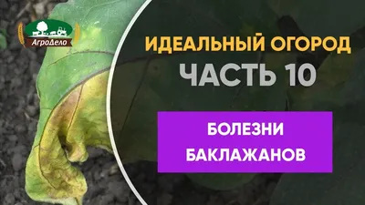 Болезни баклажанов и способы их лечения - Идеальный огород. Часть 10 -  YouTube