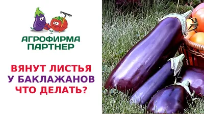 ВЯНУТ ЛИСТЬЯ У БАКЛАЖАНОВ. ЧТО ДЕЛАТЬ? - YouTube