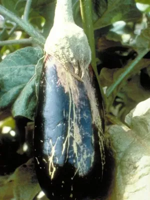 PDF) Tracheomycous wilts of eggplant (Solanum melongena L.) in Adjara,  Georgia