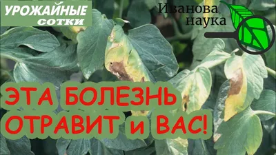 Болезни и вредители баклажана | Гавриш