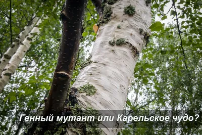 Листья березы: лечебные свойства, противопоказания, применение, отзывы  врачей