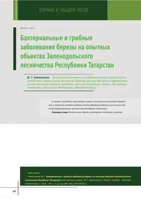 Купить Береза повислая Пурпуреа Betula pendula Purpurea - в питомнике  Флорини