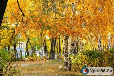 Генный мутант или Карельское чудо?