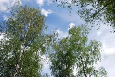 Время чаги