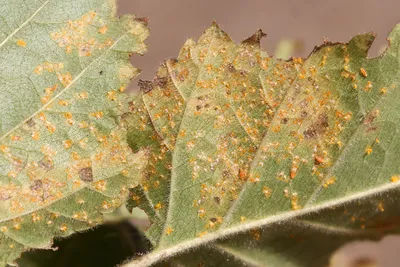 Чага (Inonotus obliquus) - белая заболонная гниль березы Одно из  известнейших гнилевых болезней березы, является первичным разрушителем… |  Instagram