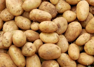 Борьба с альтернариозом картофеля: стратегии профилактики и борьбы –  Новости картофеля