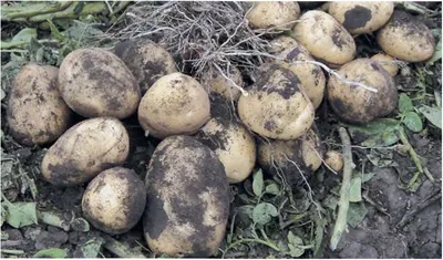 Научно-производственная компания «АгроЛидер» - Как защитить картофель от  болезней и вредителей