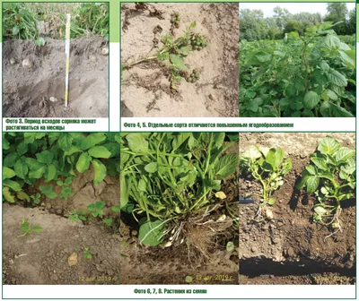 Болезни и вредители картофеля | \"СЕМЕНА-БАЗА.РФ\" интернет-магазин в  Волгограде