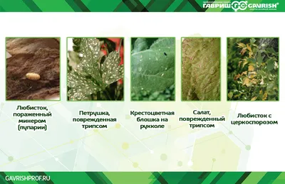 Мэрия Краснотурьинска объяснила, почему чернеет картофельная ботва |  Новости | Краснотурьинск.инфо
