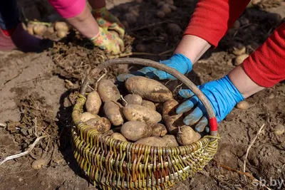 Предпосадочная обработка клубней картофеля | Статья