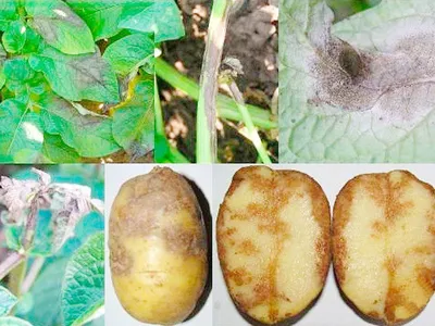 Менеджмент сорняка SOLANUM TUBEROSUM — Журнал \"Картофельная Система\"