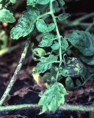 Болезни смородины и борьба с ними - Agro-Market