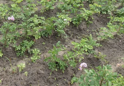 Почему не растет картофельная ботва