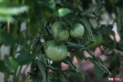 Лечение болезней и заболеваний орхидей - Agro-Market