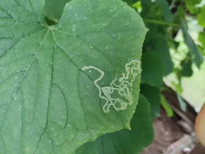 Болезни и вредители огурцов | Growing cucumbers, Cucumber plant, Organic  plants