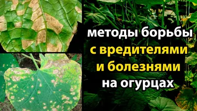 Почему у огурцов желтеют и сохнут листья и что с этим делать | На грядке  (Огород.ru)
