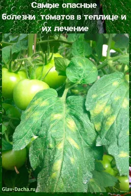 Болезни томатов в теплице и их лечение - как распознать и бороться