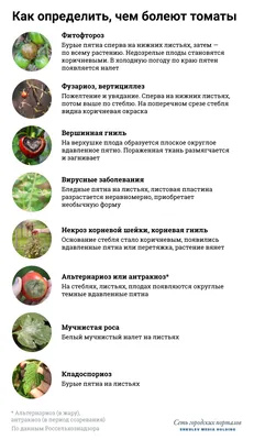 Болезни томатов и способы борьбы с ними - 7 августа 2021 - 74.ru
