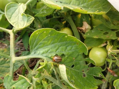 Какие вредители в теплице и открытом грунте атакуют кусты томатов