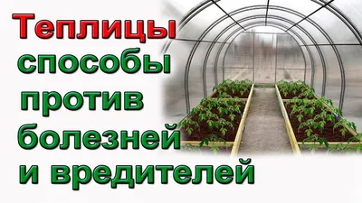 Болезни томатов в теплице — как не остаться без урожая?