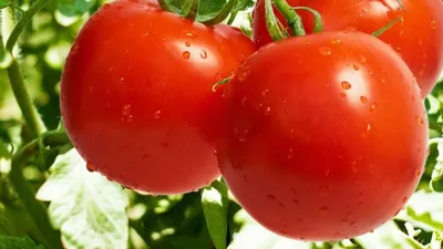 Болезни томатов в теплице — как не остаться без урожая?