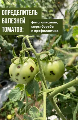 Пятна на плодах томата - Проблемы с томатами: физиологические нарушения,  болезни и вредители - GreenTalk.ru