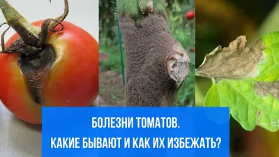 Они могут уничтожить весь урожай: королевские садоводы назвали четыре  главных болезни помидоров — Дом