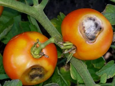 Определитель болезней томатов: фото, описание, меры борьбы и профилактика |  Растения, Выращивание малины, Выращивание томатов
