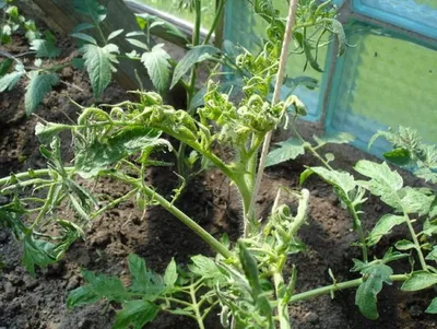 Вредители томатов в теплице - почвенные и наземные насекомые