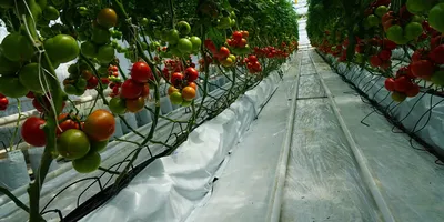 Болезни томатов в теплице и открытом грунте: описание с фотографиями |  ivd.ru
