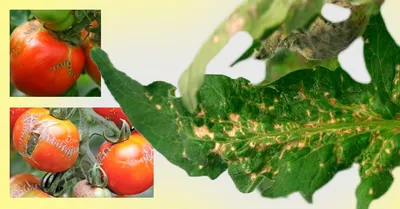 Вредители и болезни огурцов и помидоров в парниках и теплицах | Блог  фермера | Дзен