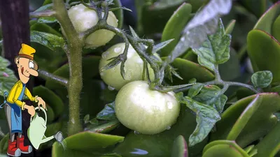 Выращивание томатов в теплице и уход | Агро Сіті