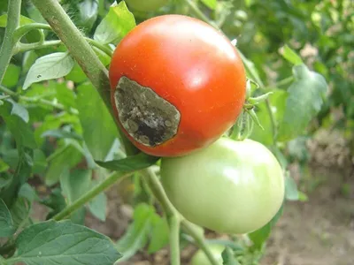 Болезни томатов. Что предпринять для защиты урожая? | Просветленный Агроном  | Дзен