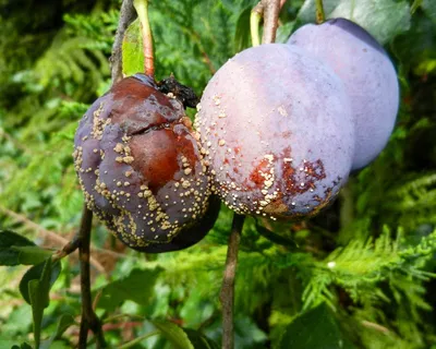 Ива пурпурная (Salix purpurea)