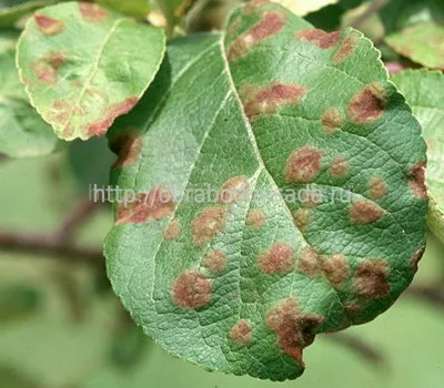 Salix vinogradovii