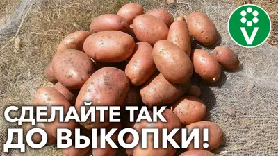 Как защитить урожай от опасных болезней | Газета «Трибуна»