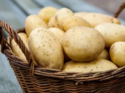 Вирусные болезни картофеля » УАВК - Українська Асоціація Виробників Картоплі