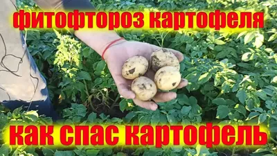 Копать или не копать? Советы по уборке картофеля «для чайников» | Пикабу