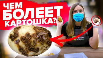 Фитофтороз картофеля: описание, симптомы и методы борьбы с болезнью| |  Bayer Crop Science Беларусь