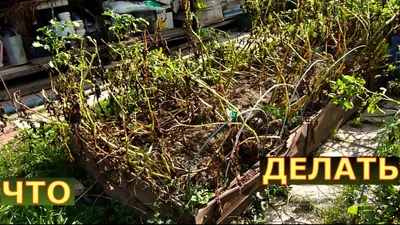 Болезни и вредители картофеля | \"СЕМЕНА-БАЗА.РФ\" интернет-магазин в  Волгограде