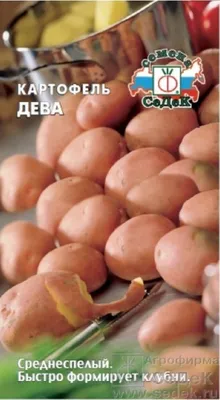 Чем болеет картофель: определяем по урожаю | На грядке (Огород.ru)