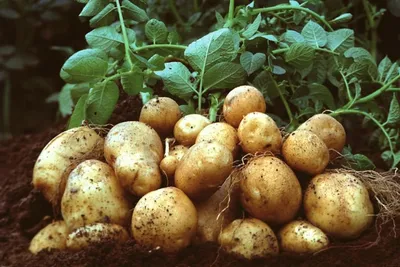 В Белоруссии выявили около 30 болезней картофеля, которые раньше в  республике не встречались — Журнал \"Картофельная Система\"