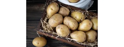 Болезни картофеля при хранении | Agrovent | Дзен