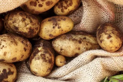 СонцеCад - Защита картофеля от болезней в период хранения