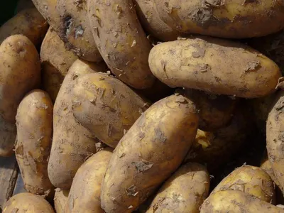 Ризоктониоз картофеля:описание, симптомы и методы борьбы с болезнью| |  Bayer Crop Science Беларусь