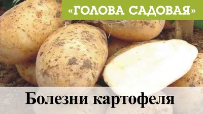 Болезни картофеля фото фото