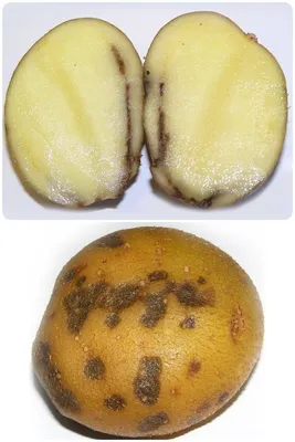 Какое количество картофеля в неделю провоцирует смертельные болезни -  PrimaMedia.ru